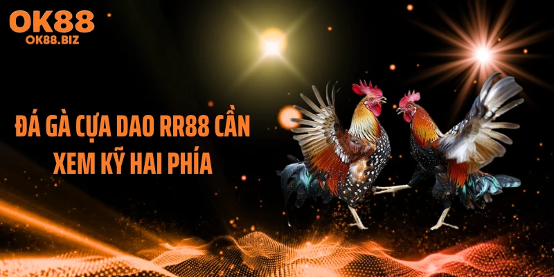 Đá gà cựa dao RR88 cần xem kỹ hai phía
