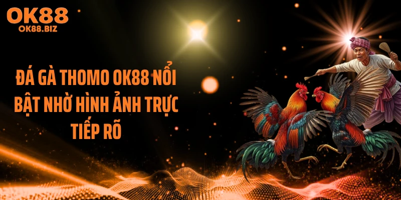 Đá gà thomo OK88 nổi bật nhờ hình ảnh trực tiếp rõ